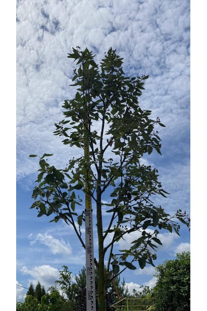 Горобина тюрингська Фастігіата – колоновидна форма